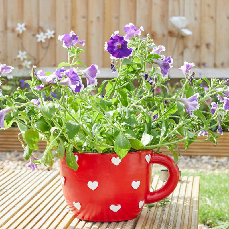 Teacup Planter with Heart Pattern with flowers on decking