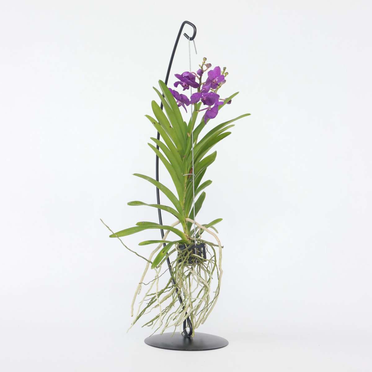 Blue Purple Vanda Orchid Houseplant - Height 45-55cm