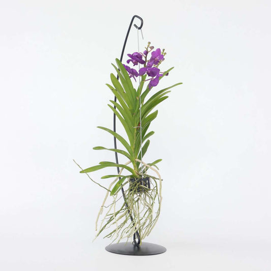 Blue Purple Vanda Orchid Houseplant - Height 45-55cm
