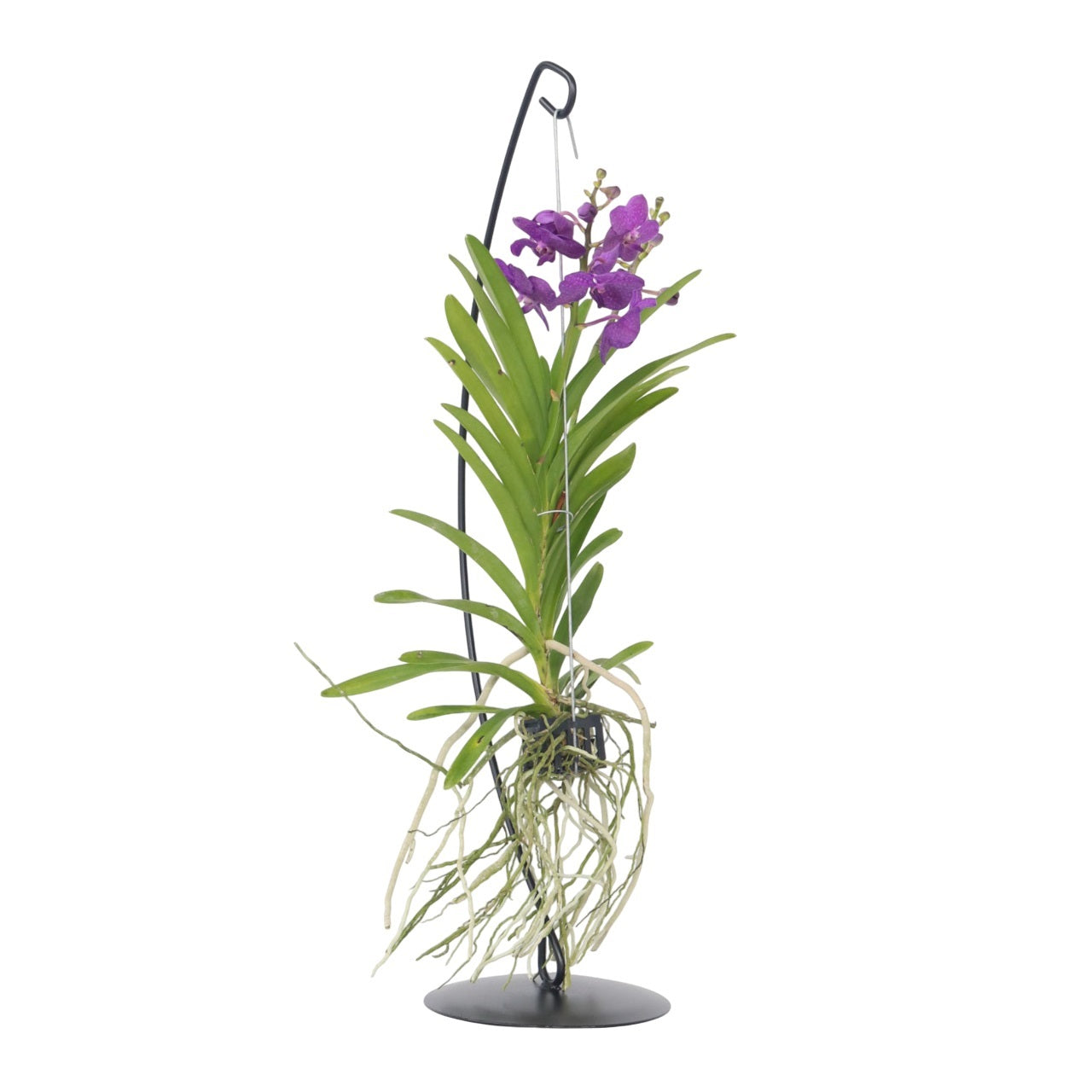 Blue Purple Vanda Orchid Houseplant - Height 45-55cm