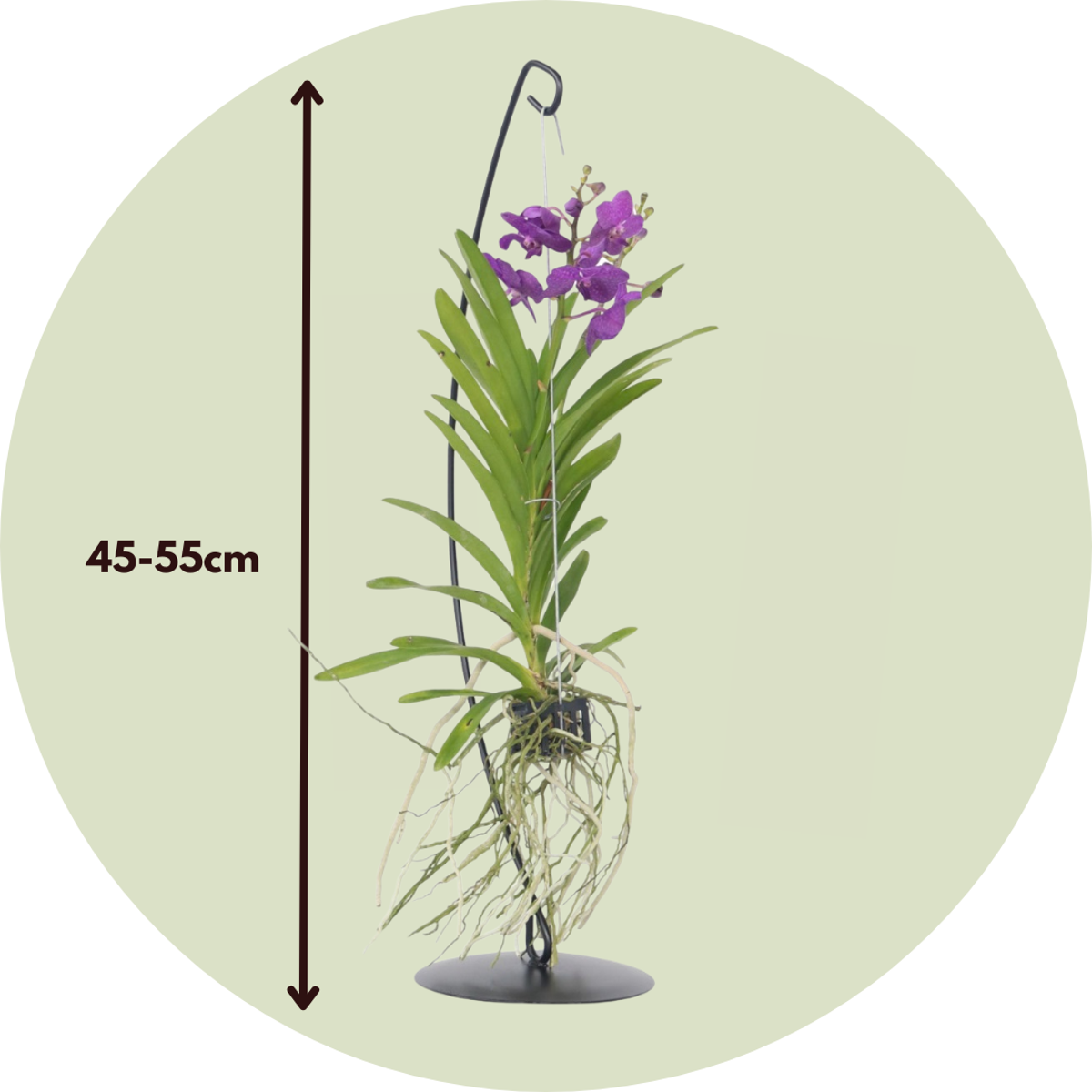 Blue Purple Vanda Orchid Houseplant - Height 45-55cm