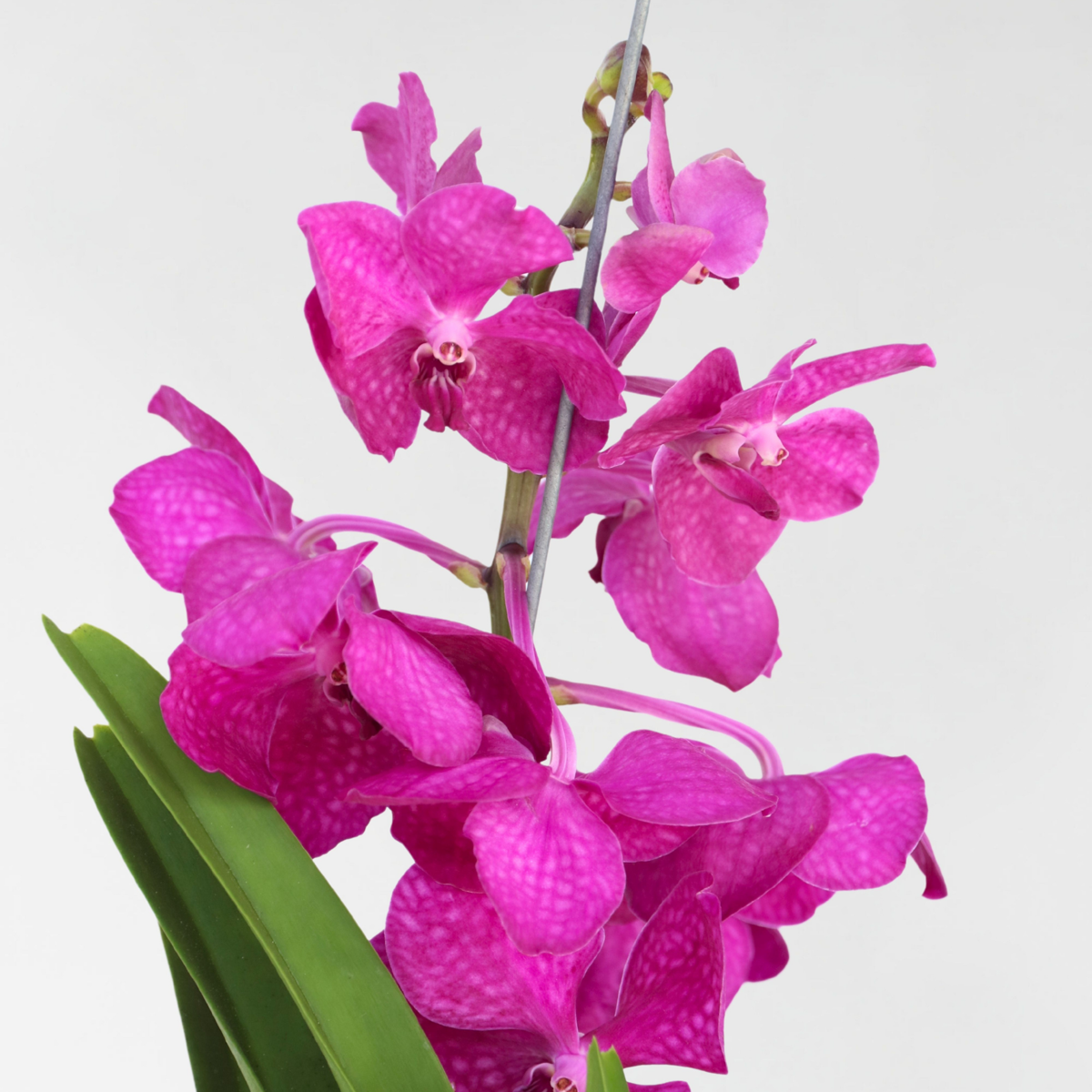 Vanda Orchid 'Tayanee Cerise' Flowering Houseplant - Height 55-65cm