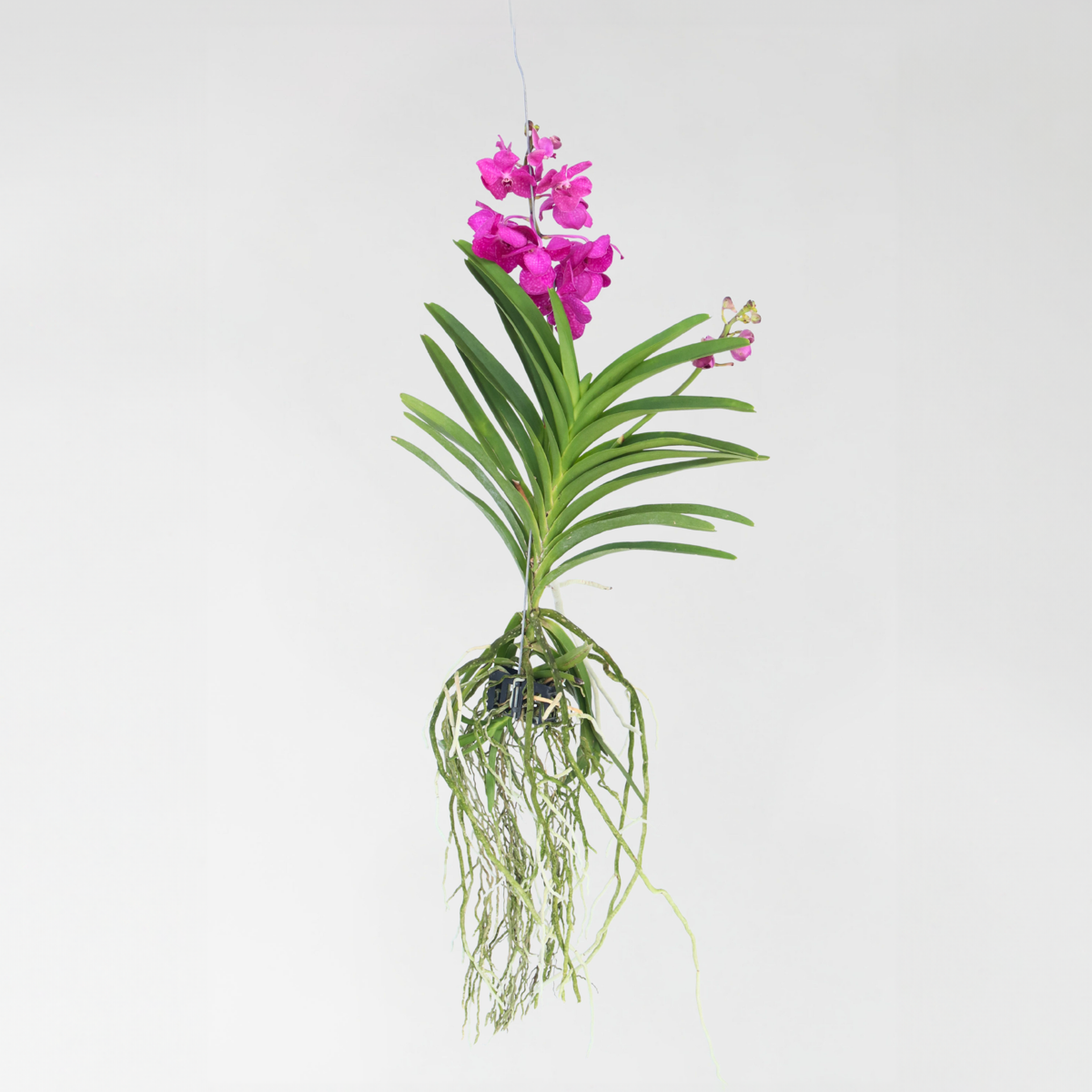 Vanda Orchid 'Tayanee Cerise' Flowering Houseplant - Height 55-65cm