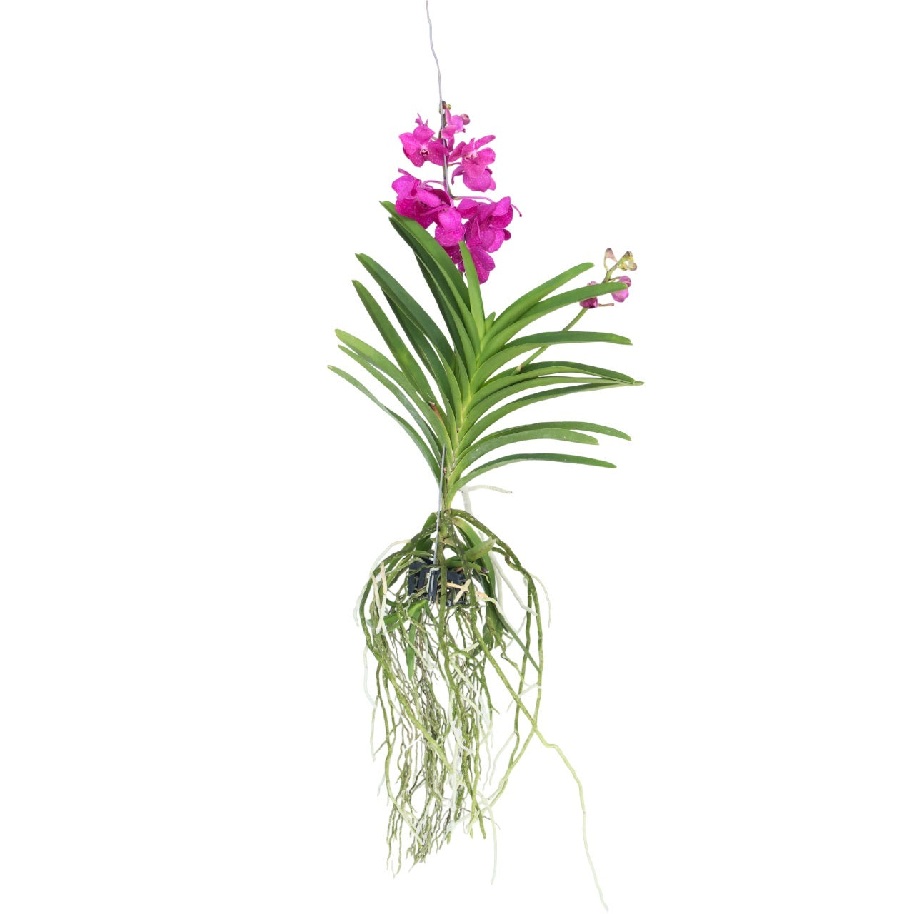 Vanda Orchid 'Tayanee Cerise' Flowering Houseplant - Height 55-65cm