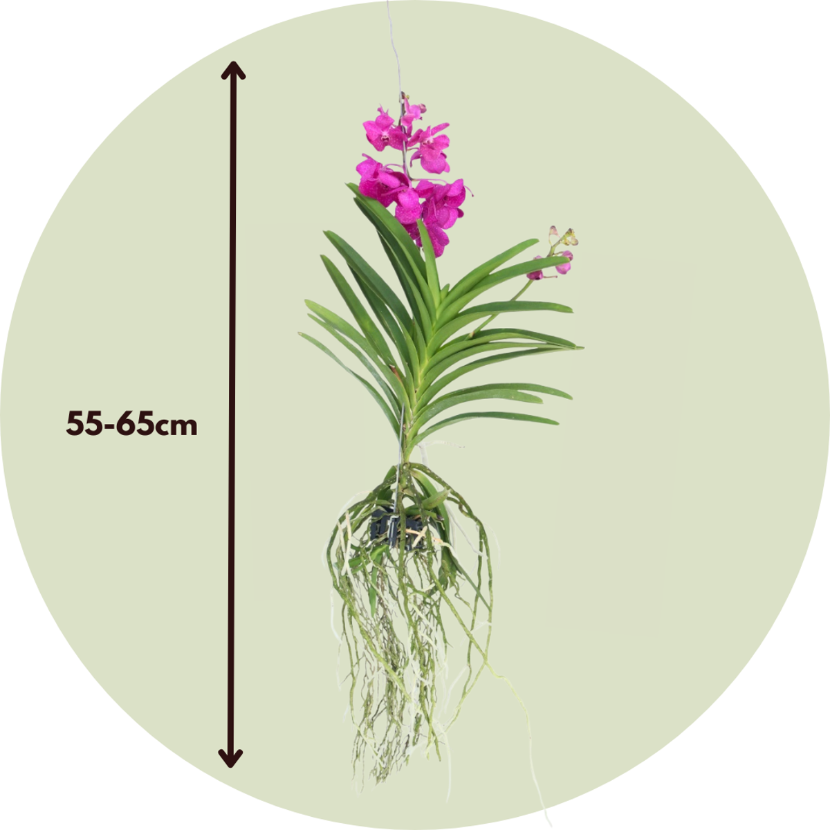Vanda Orchid 'Tayanee Cerise' Flowering Houseplant - Height 55-65cm
