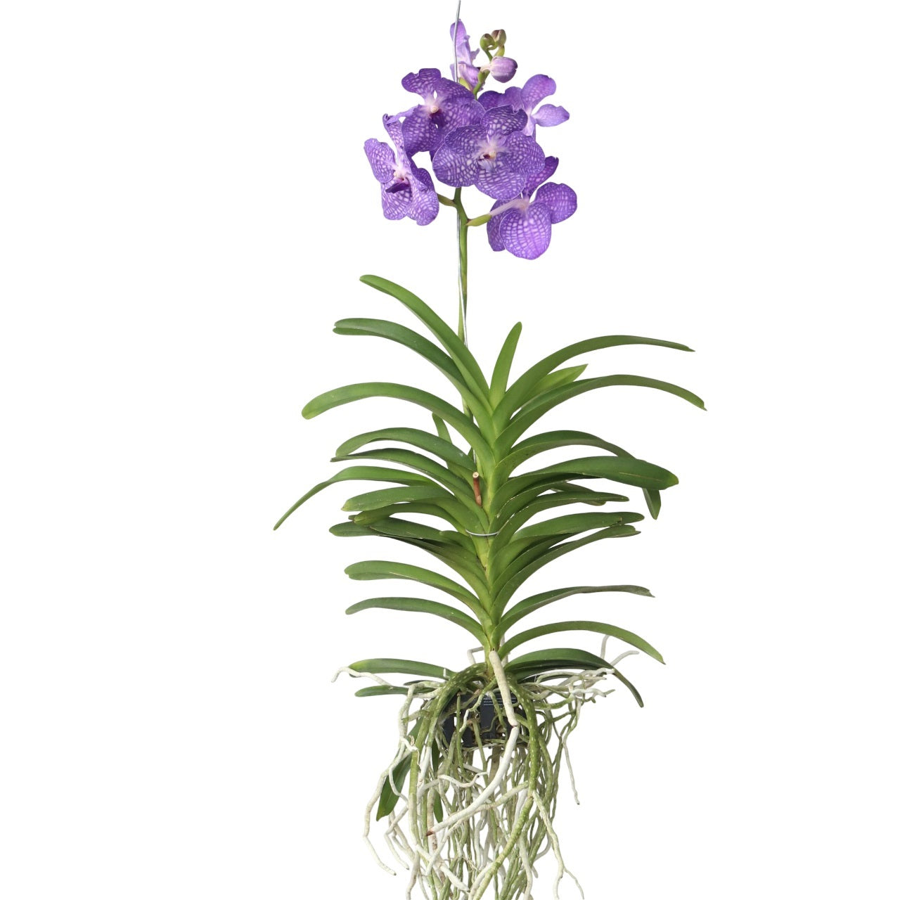 Vanda 'Magic Royal Blue' Orchid Flowering Houseplant - Height 55-65cm
