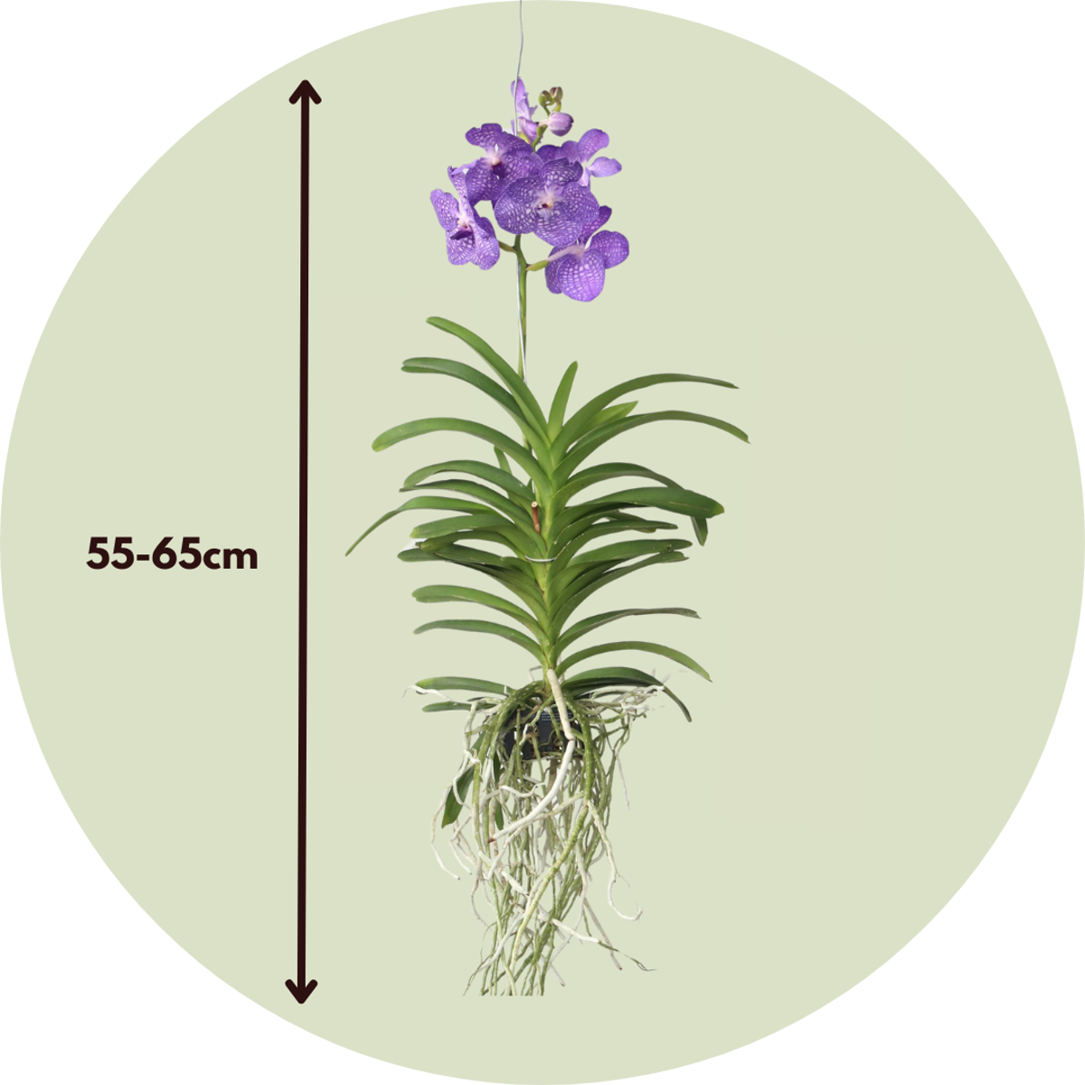 Vanda 'Magic Royal Blue' Orchid Flowering Houseplant - Height 55-65cm