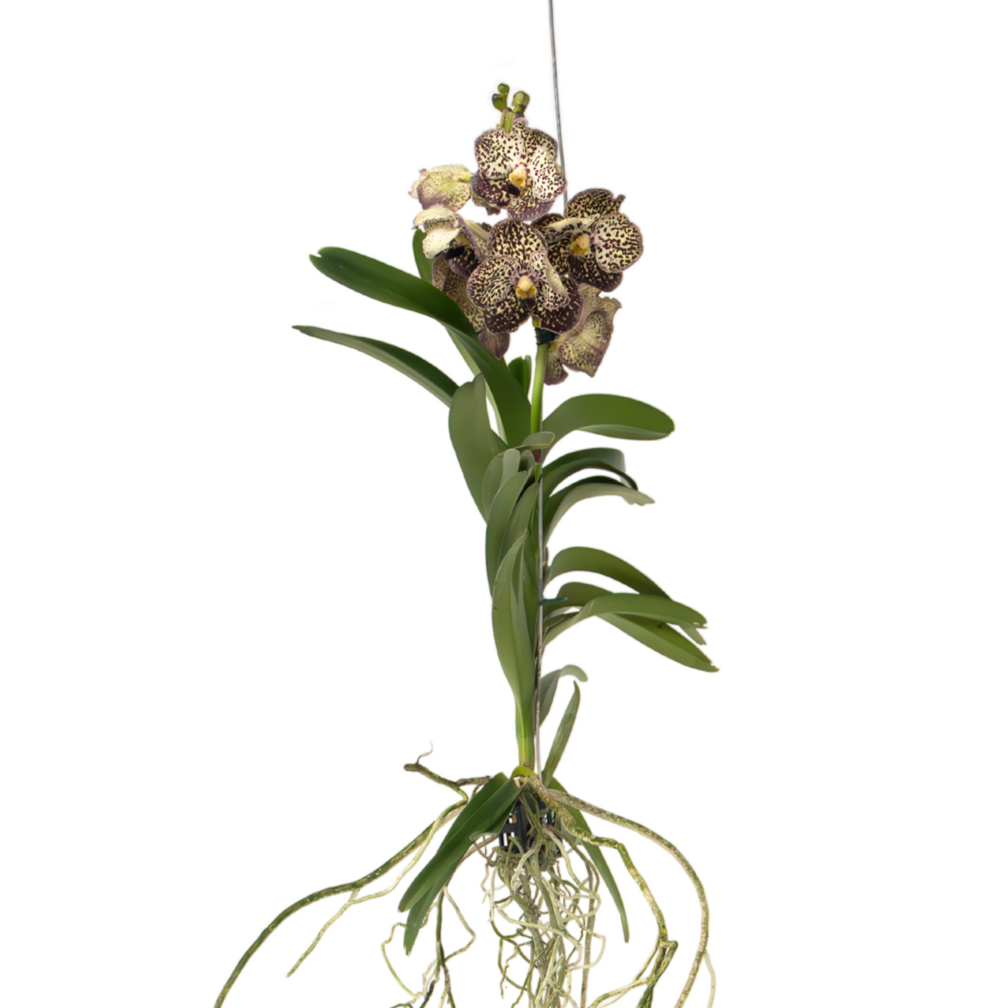 Vanda Orchid 'Ocelot Mocha' - Height 55-65cm