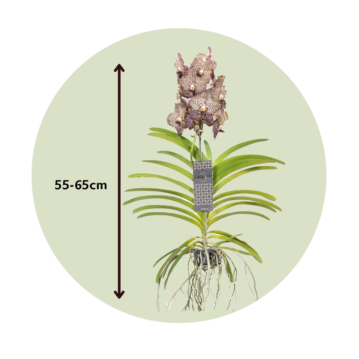 Vanda Orchid 'Ocelot Mocha' - Height 55-65cm