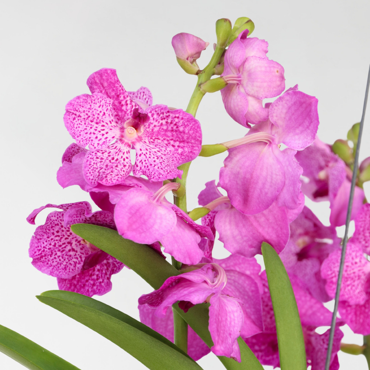 Vanda Orchid Flowering Houseplant Pink - Height 45-55cm