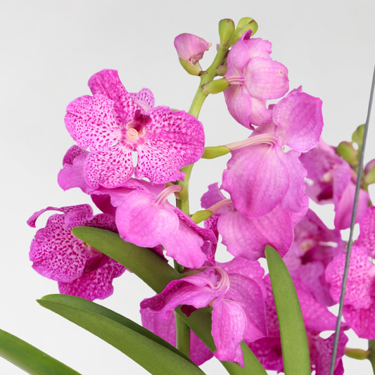 Vanda Orchid Flowering Houseplant Pink - Height 45-55cm