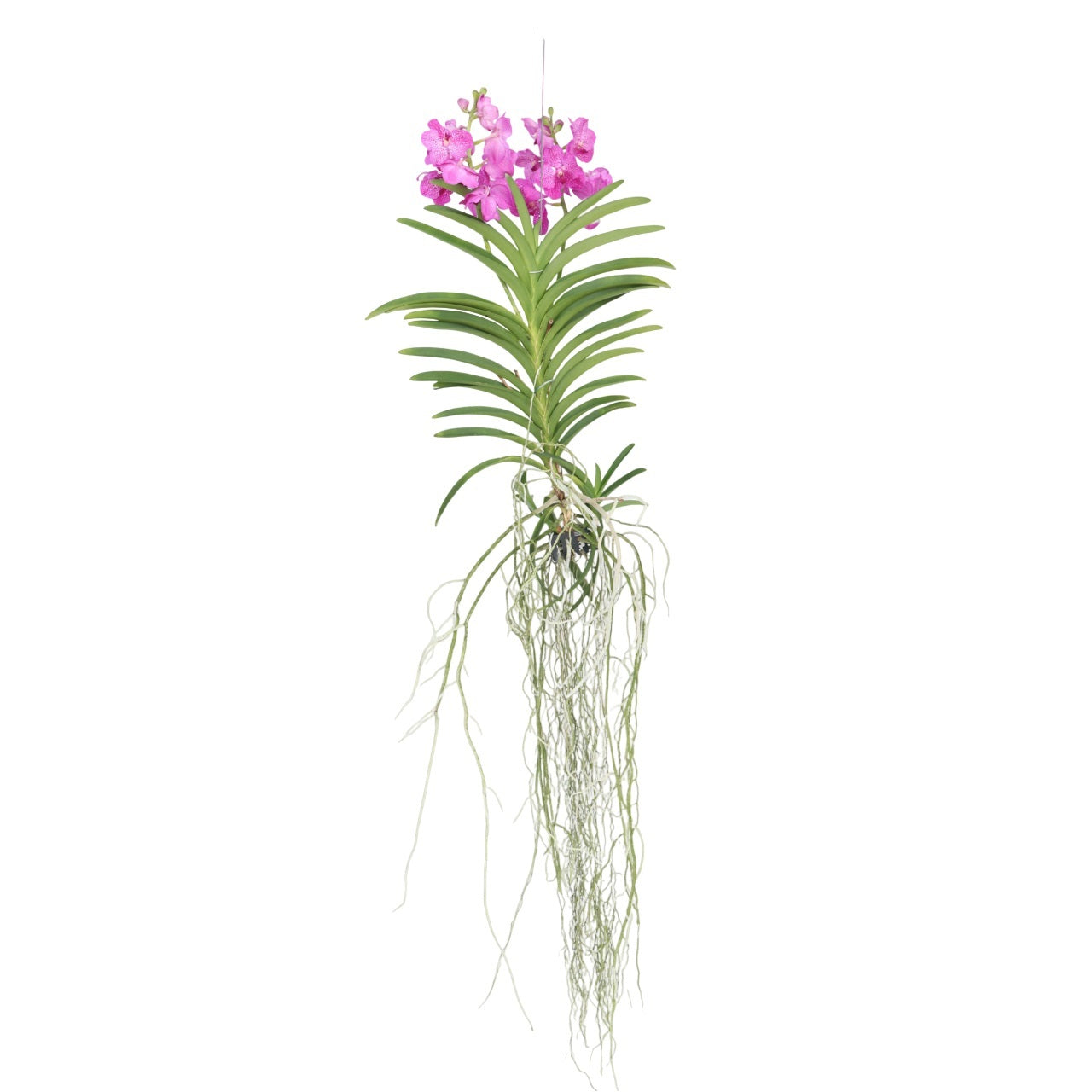 Vanda Orchid Flowering Houseplant Pink - Height 45-55cm