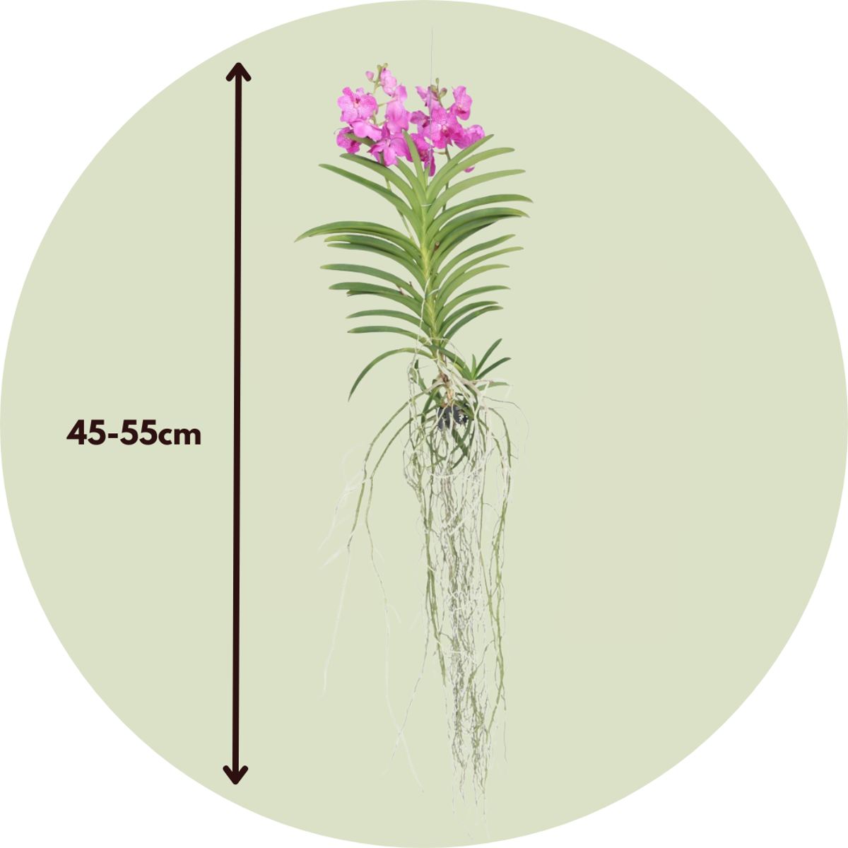 Vanda Orchid Flowering Houseplant Pink - Height 45-55cm