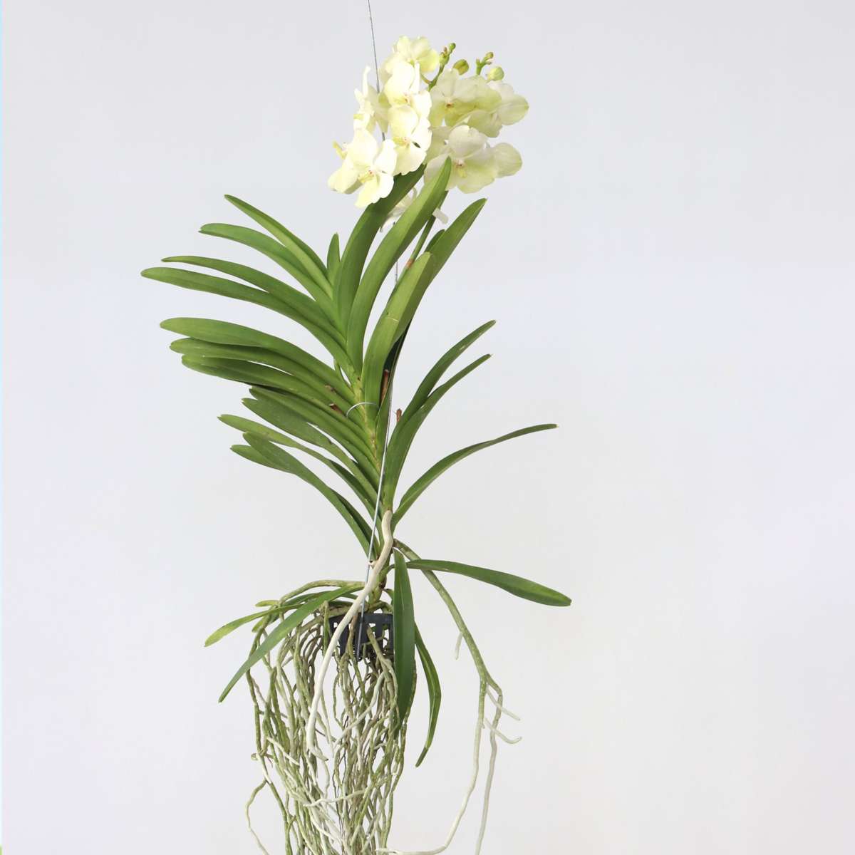 Vanda 'Tayanee White' - Vanda Orchid Houseplant - Height 45-55cm