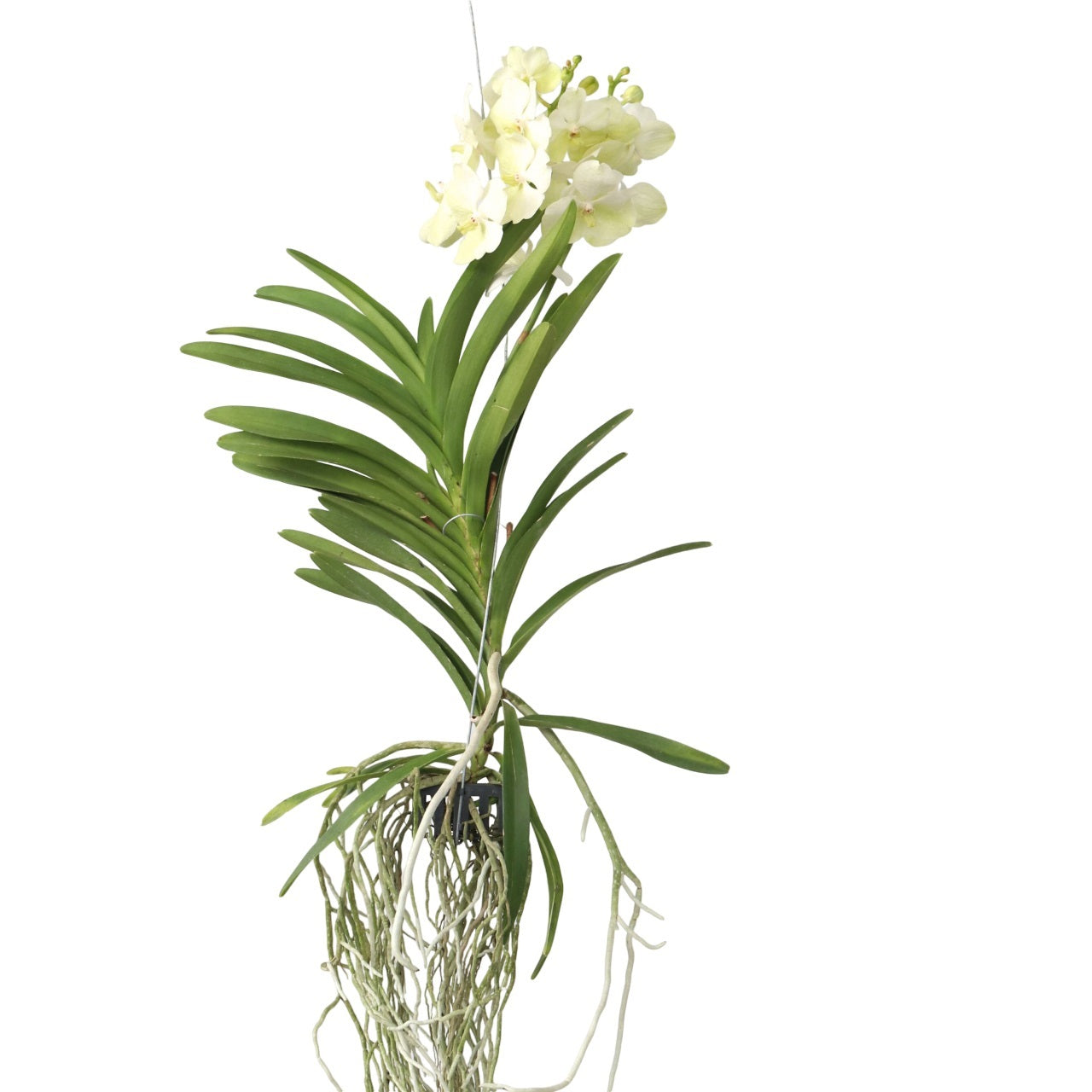 Vanda 'Tayanee White' - Vanda Orchid Houseplant - Height 45-55cm
