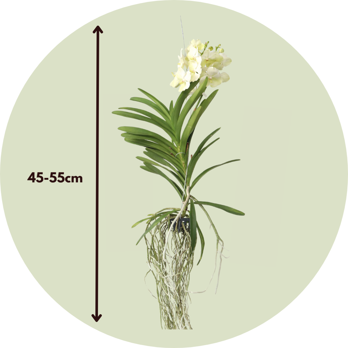 Vanda 'Tayanee White' - Vanda Orchid Houseplant - Height 45-55cm