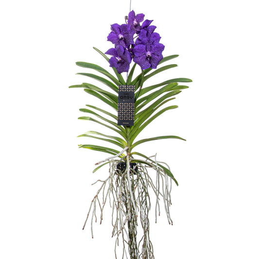 Blue Vanda Orchid Flowering Houseplant - Height 55-65cm