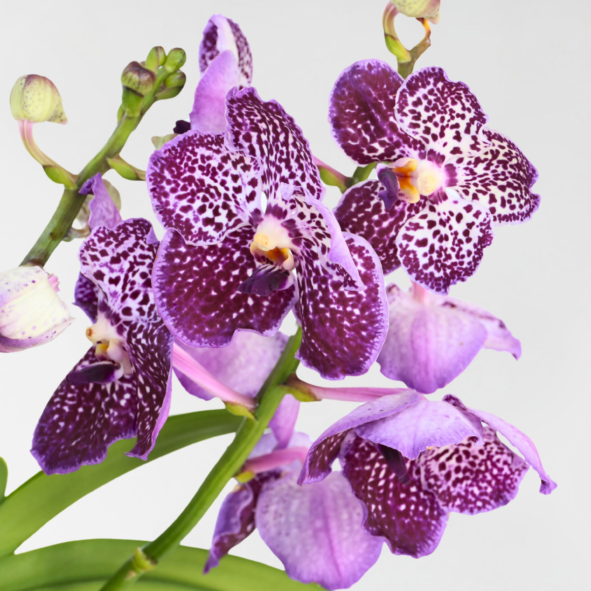 Lilac Vanda Orchid Flowering Houseplant - Height 55-65cm