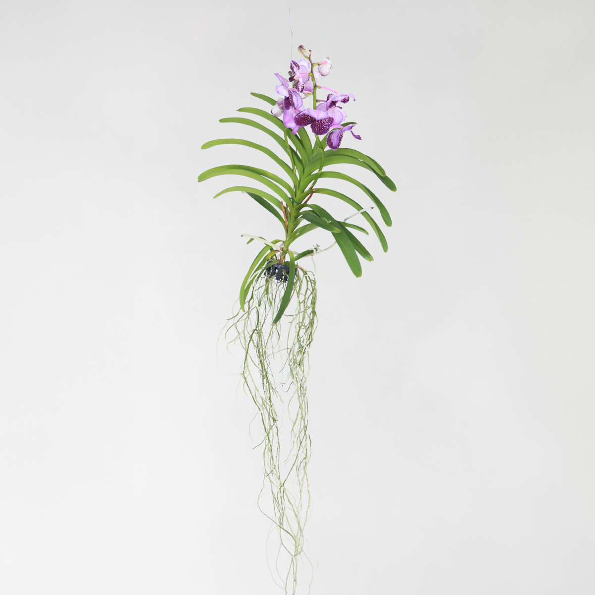 Lilac Vanda Orchid Flowering Houseplant - Height 55-65cm