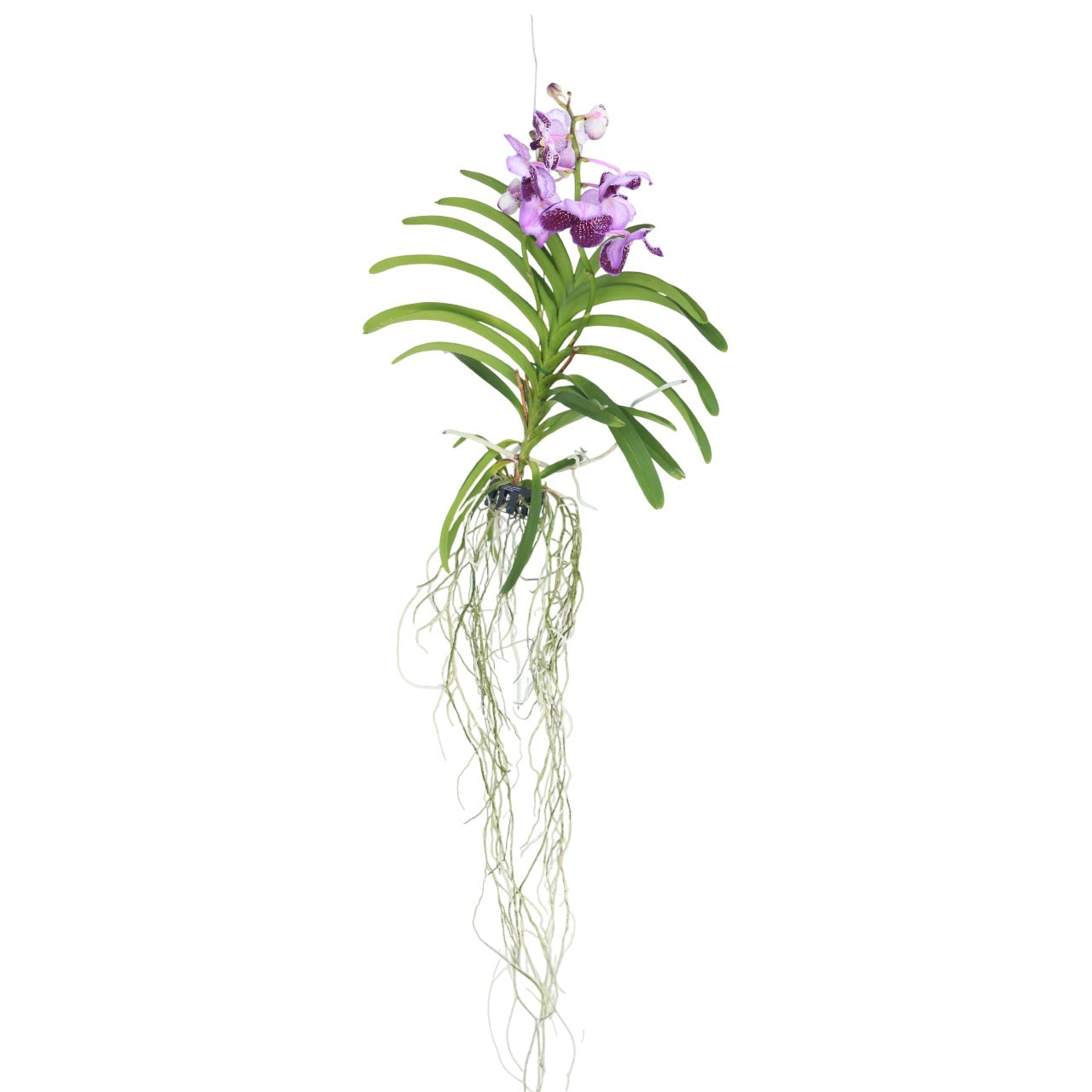 Lilac Vanda Orchid Flowering Houseplant - Height 55-65cm