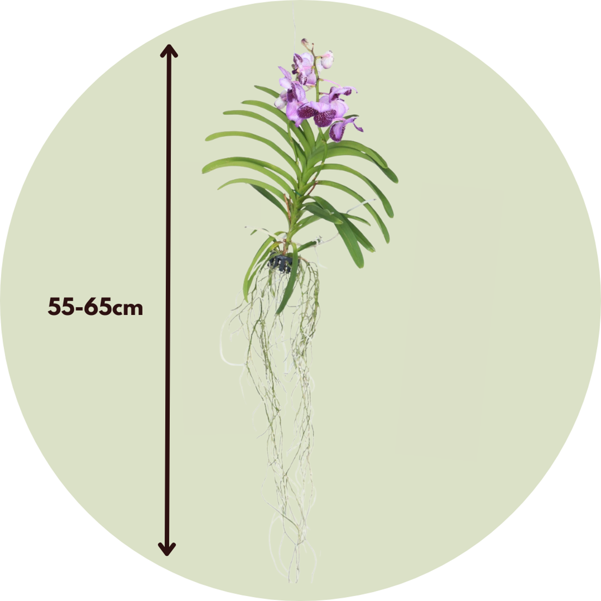 Lilac Vanda Orchid Flowering Houseplant - Height 55-65cm