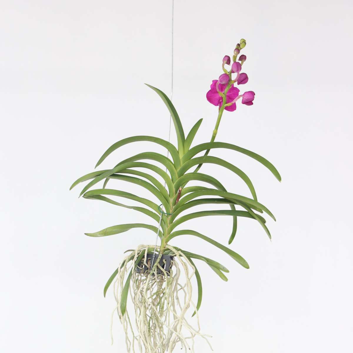 Pink Vanda Orchid Flowering Houseplant - Height 55-65cm