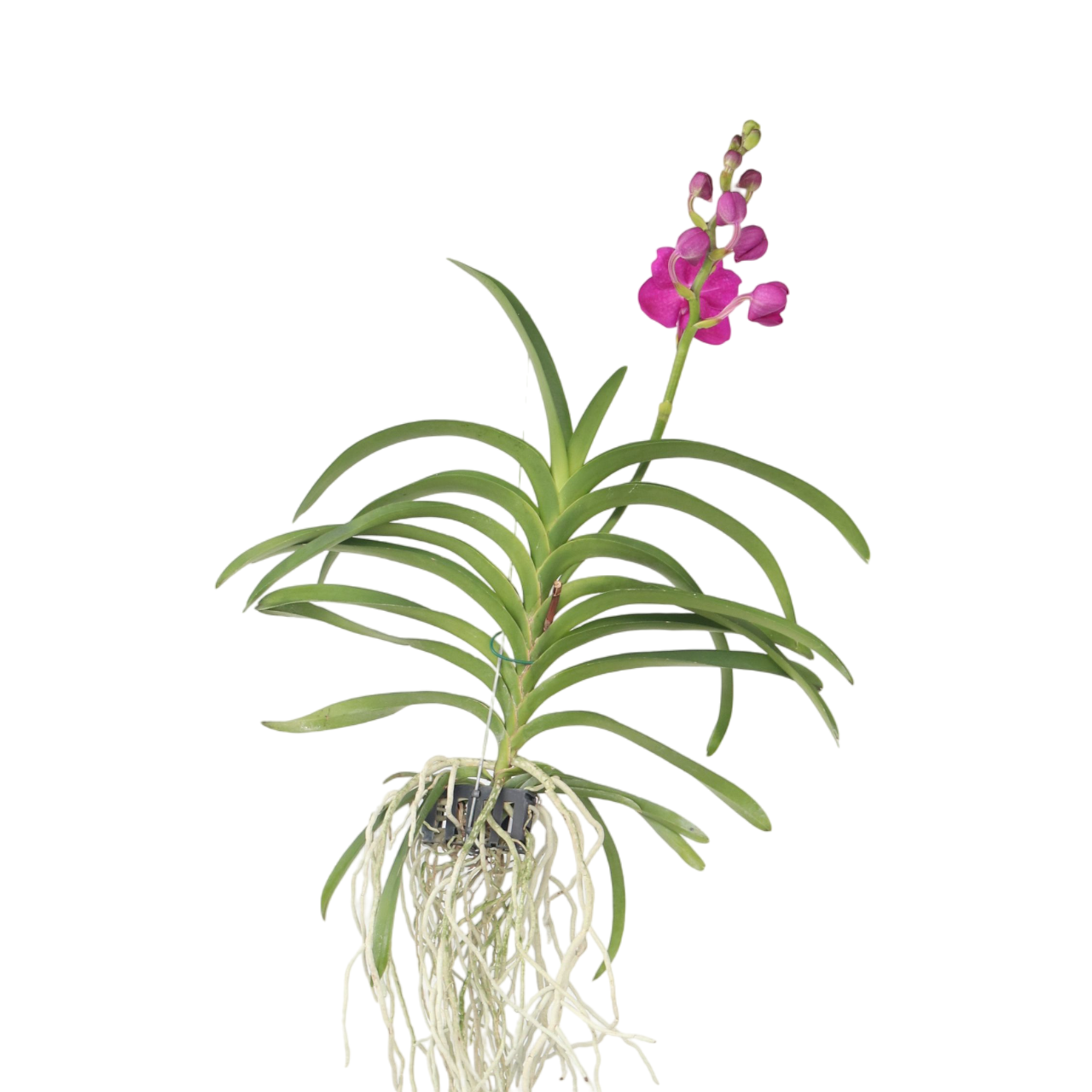 Pink Vanda Orchid Flowering Houseplant - Height 55-65cm
