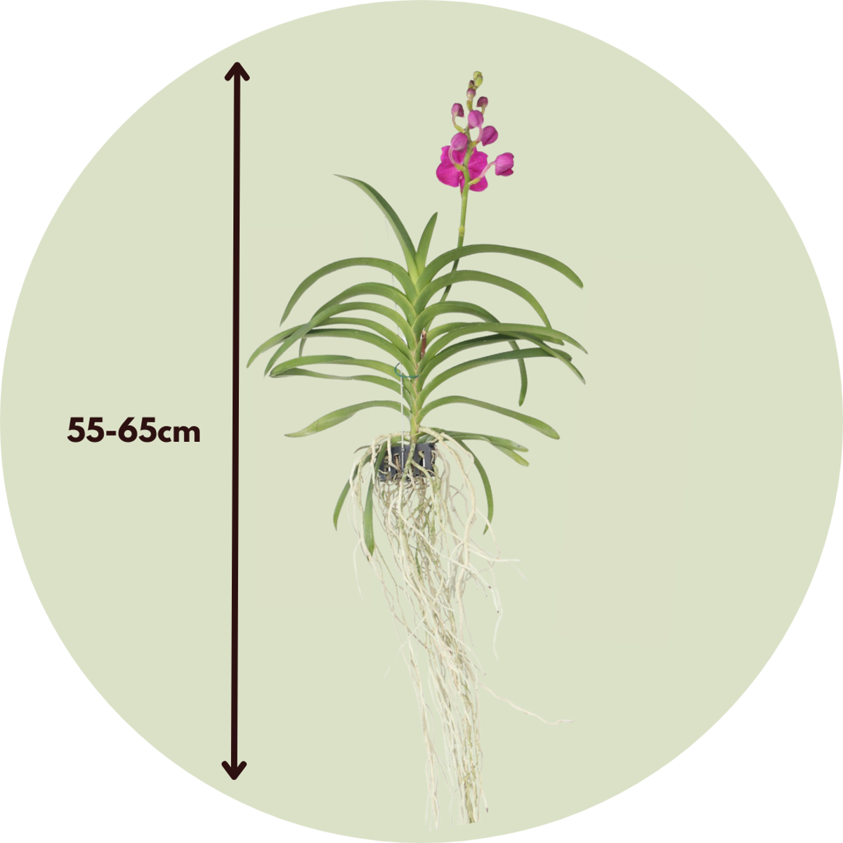 Pink Vanda Orchid Flowering Houseplant - Height 55-65cm