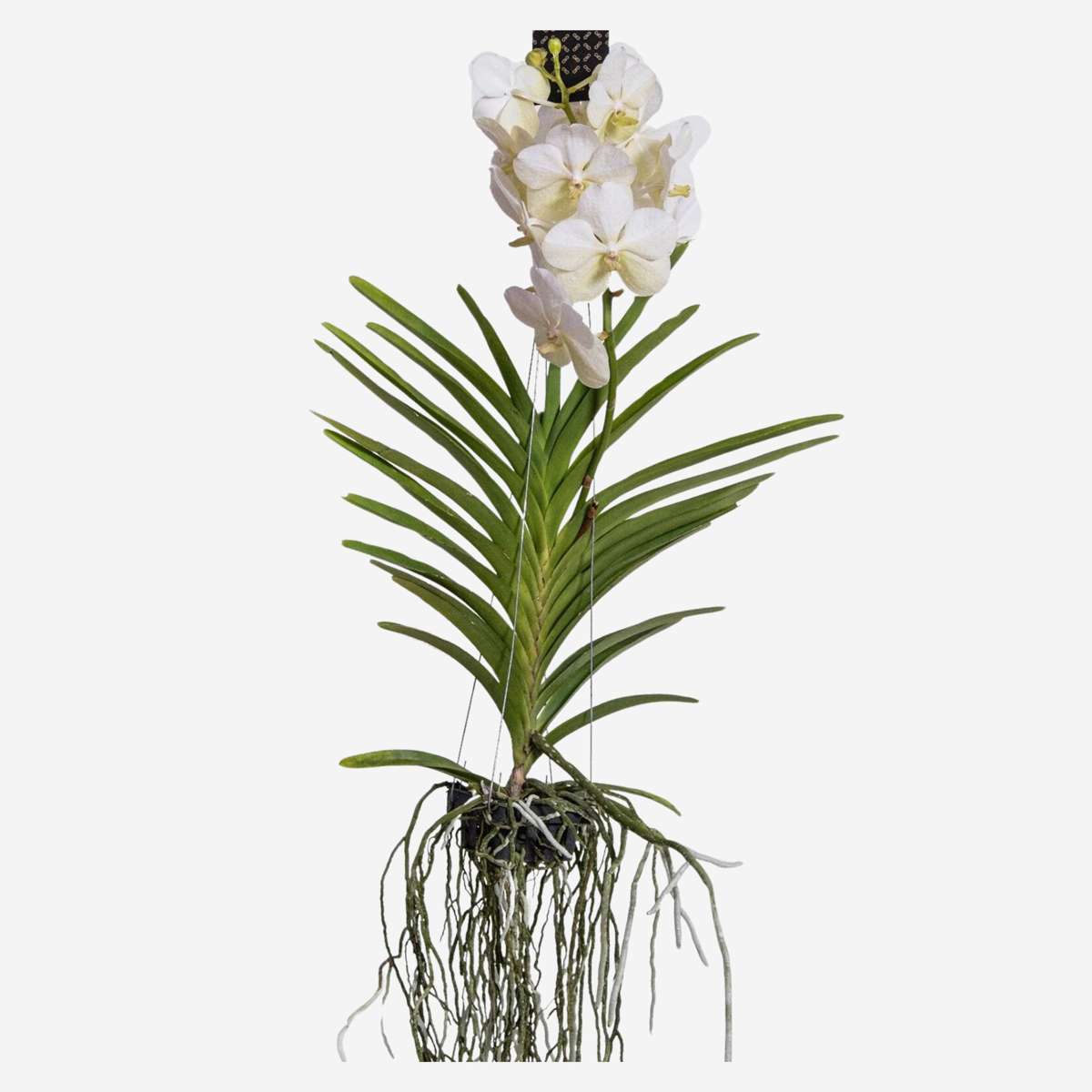White Vanda Orchid Plant - Vanda 'White' - Height 55-65cm