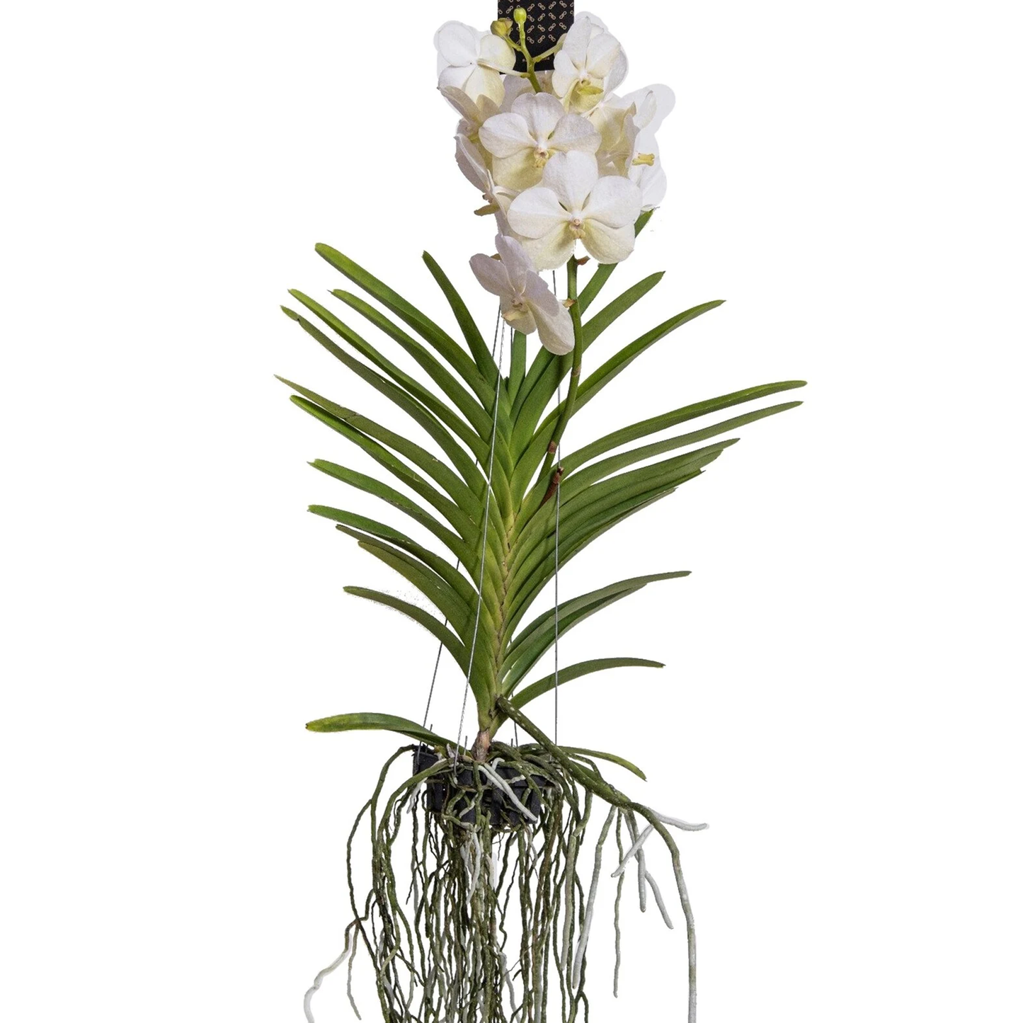 White Vanda Orchid Plant - Vanda 'White' - Height 55-65cm