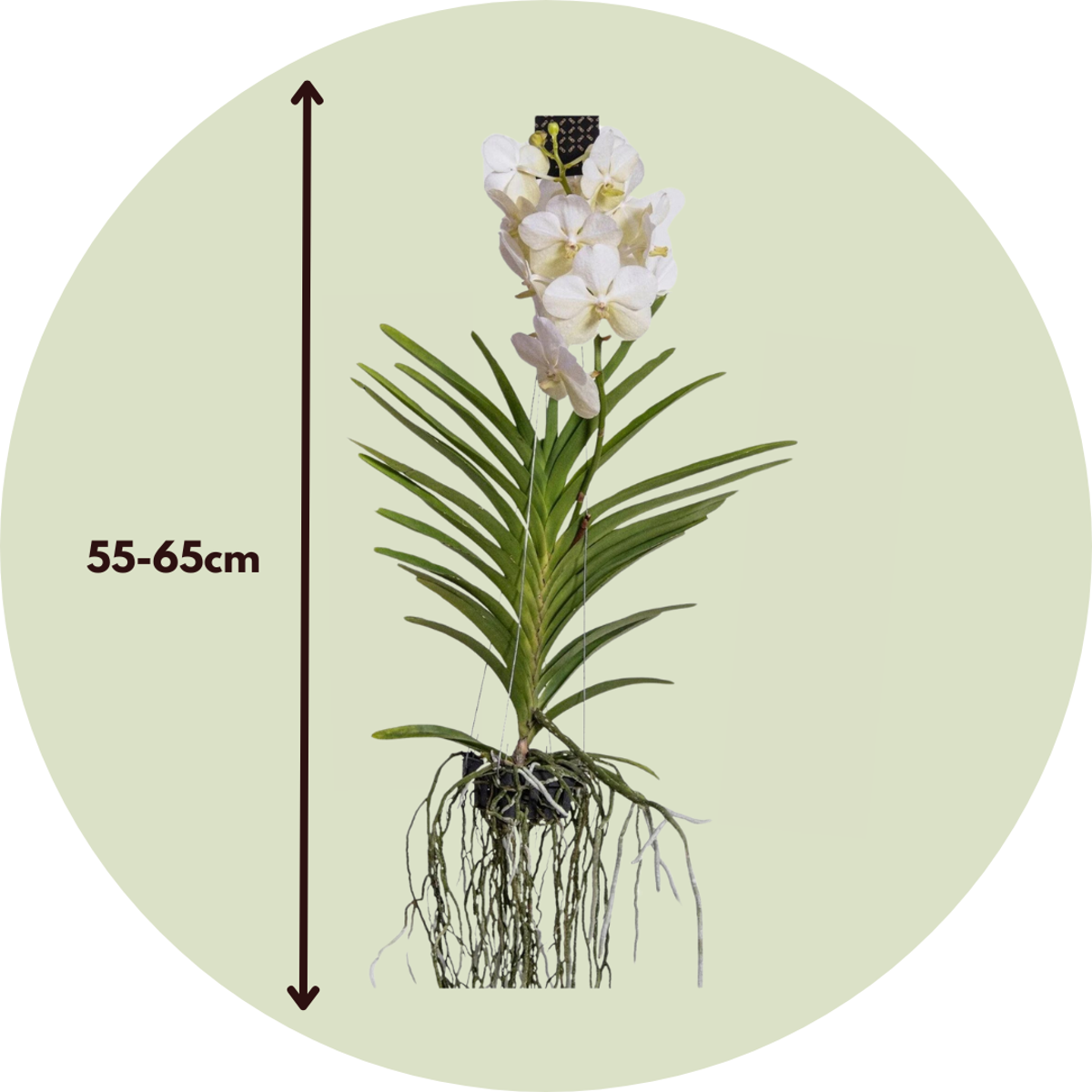 White Vanda Orchid Plant - Vanda 'White' - Height 55-65cm