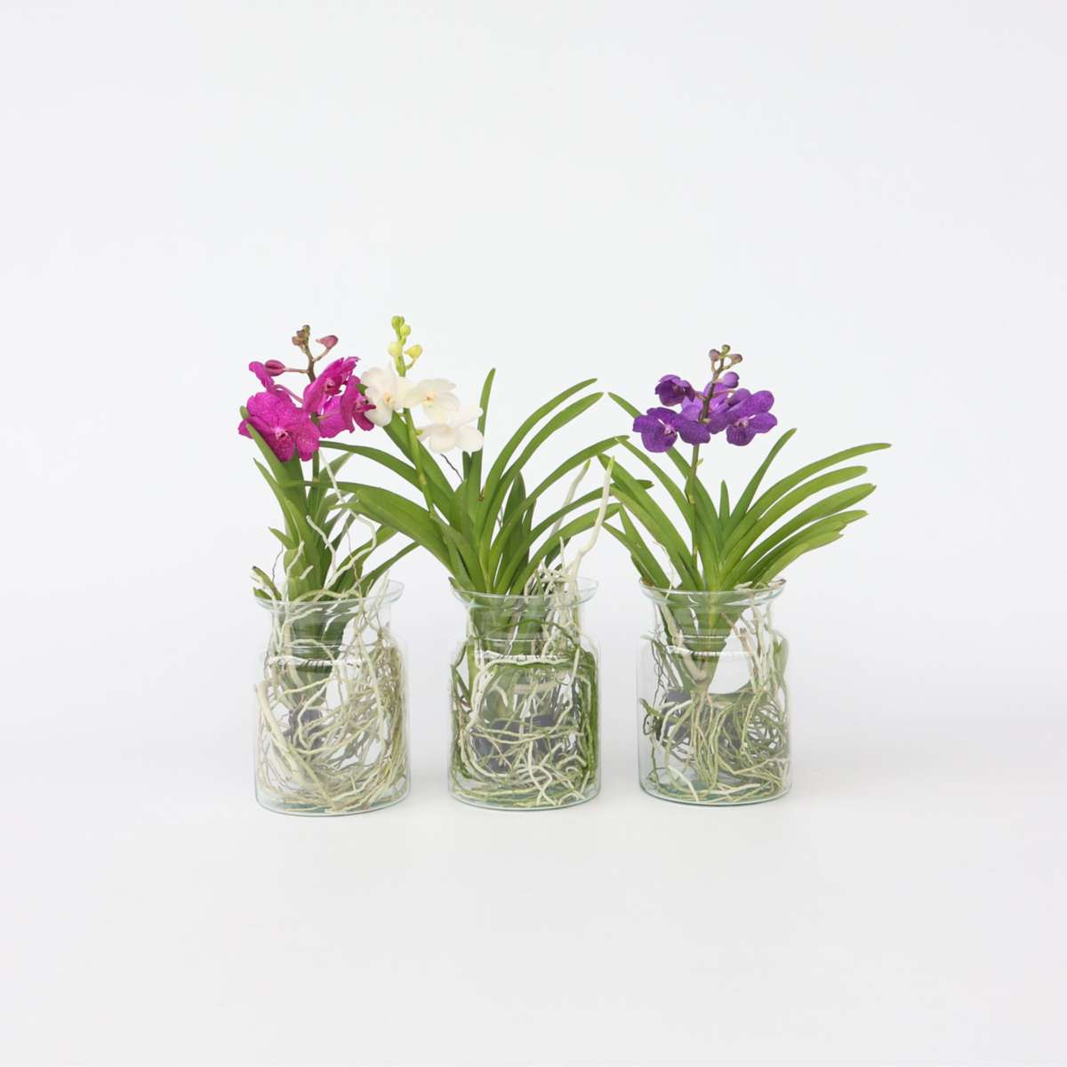 Vanda Orchid Flowering House Plant 'Blue' - Height 40-50cm