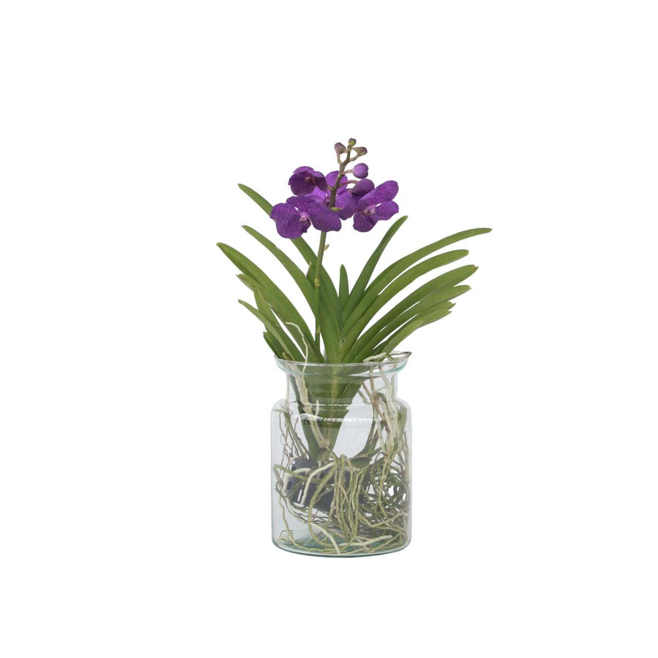 Vanda Orchid Flowering House Plant 'Blue' - Height 40-50cm