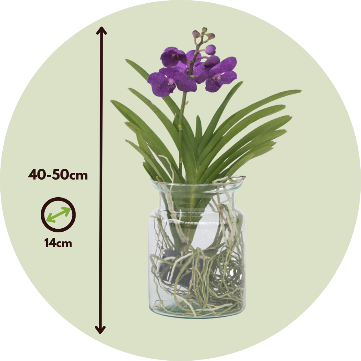 Vanda Orchid Flowering House Plant 'Blue' - Height 40-50cm