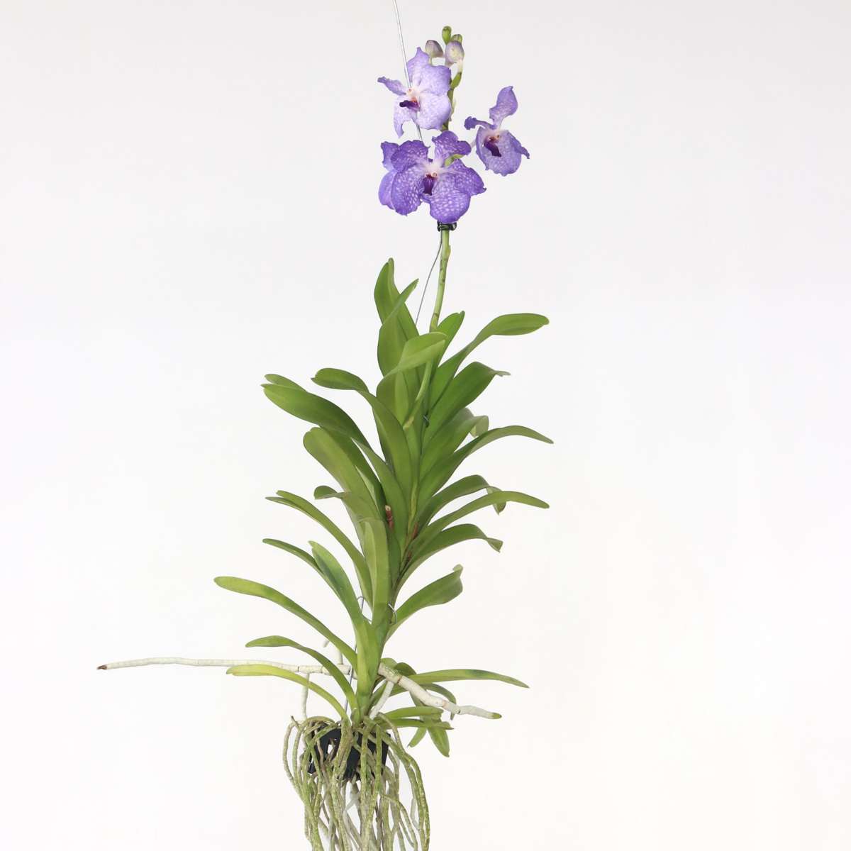 Orchid Blue Vanda Flowering Houseplant - Height 55-65cm