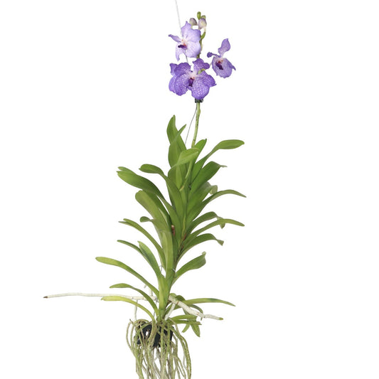 Orchid Blue Vanda Flowering Houseplant - Height 55-65cm