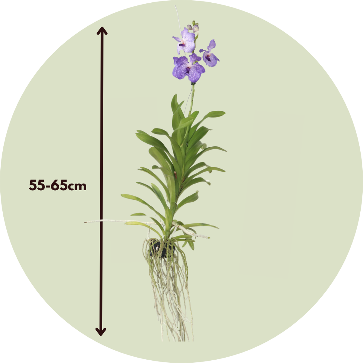 Orchid Blue Vanda Flowering Houseplant - Height 55-65cm