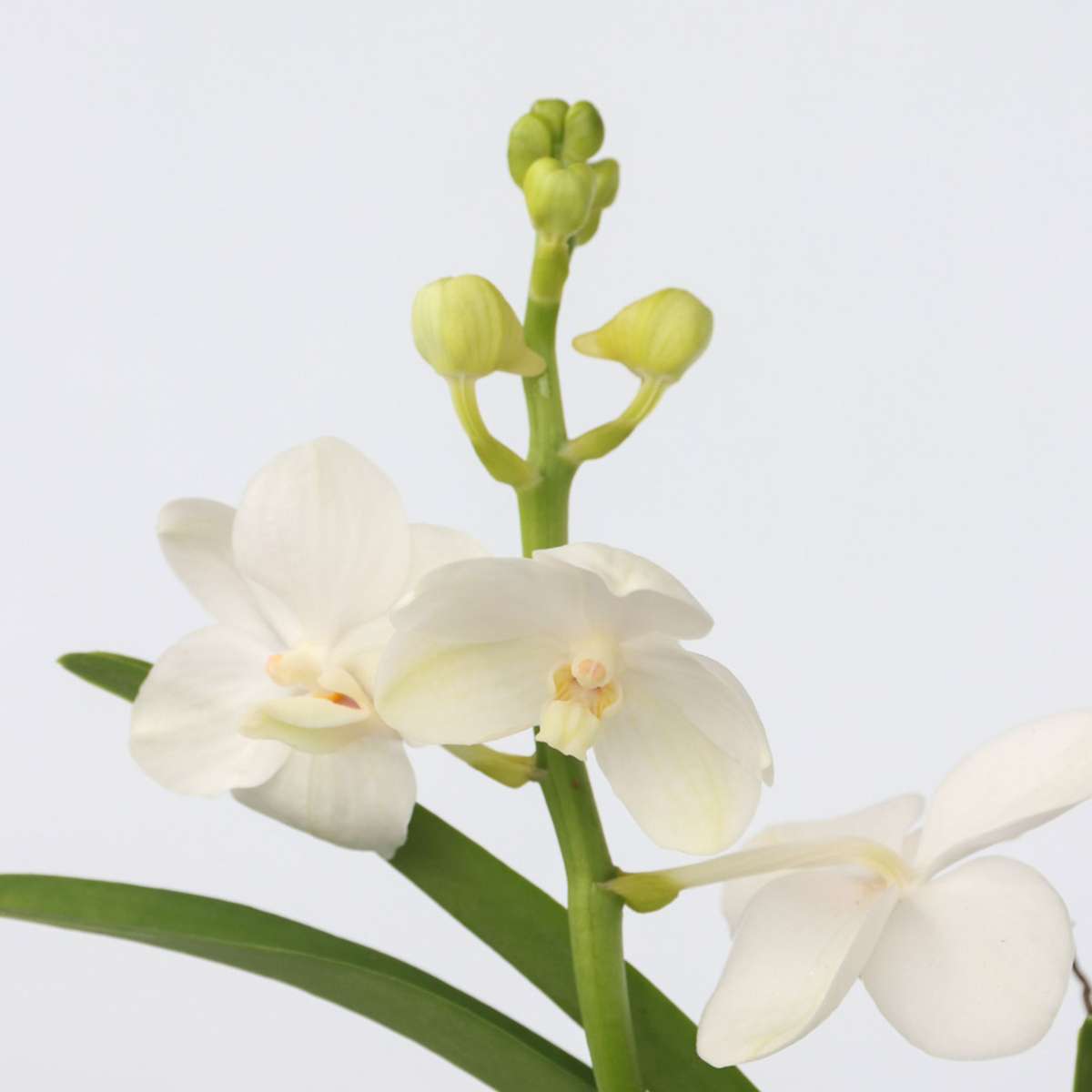 White Vanda Orchid Plant - Height 40-50cm