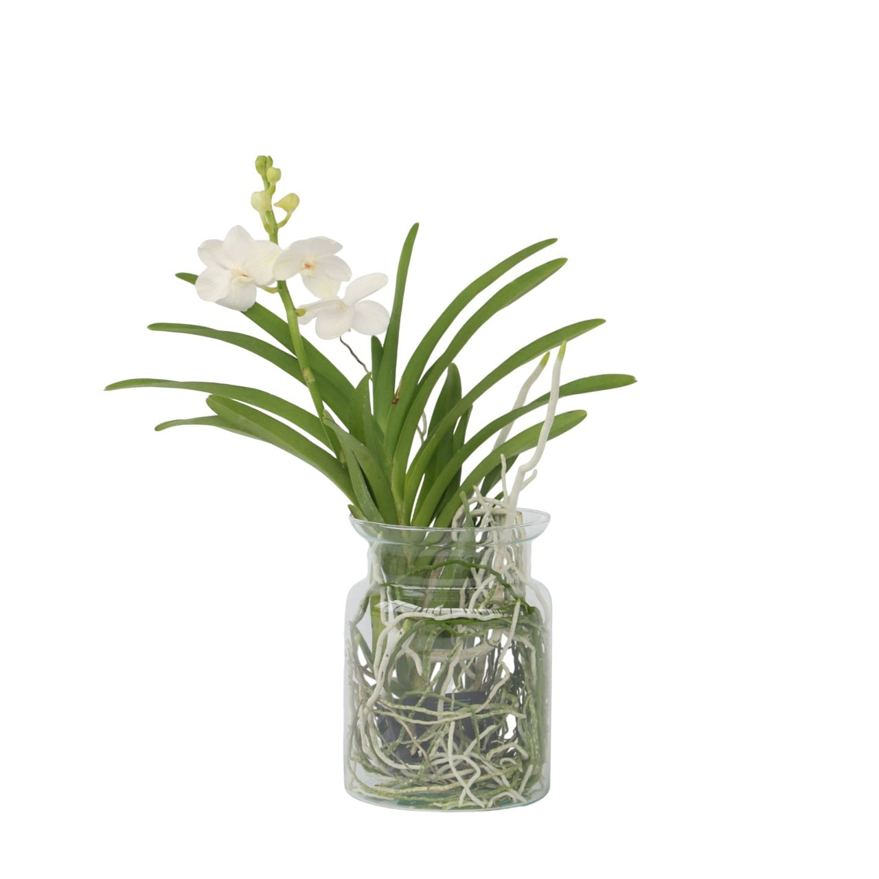 White Vanda Orchid Plant - Height 40-50cm