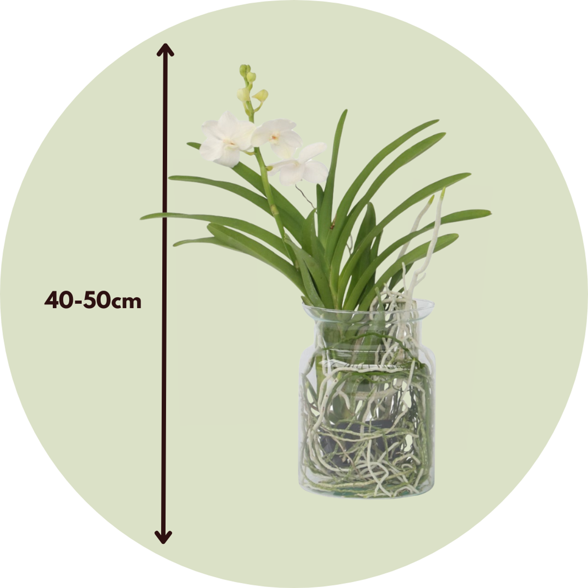 White Vanda Orchid Plant - Height 40-50cm