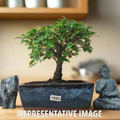 Chinese Elm Bonsai Tree - Bonsai Ulmus Parvifolia In 15cm Pot