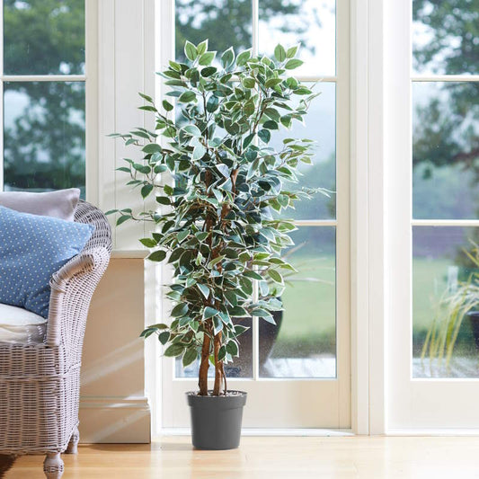 Artificial Weeping Fig Tree in a conservatory