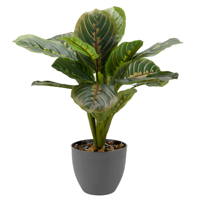 Artificial Calathea Prayer Plant 35cm