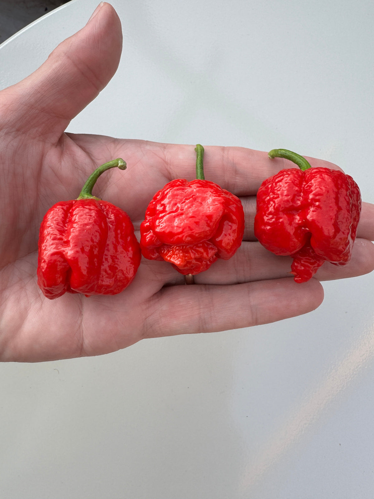 Armageddon Chilli