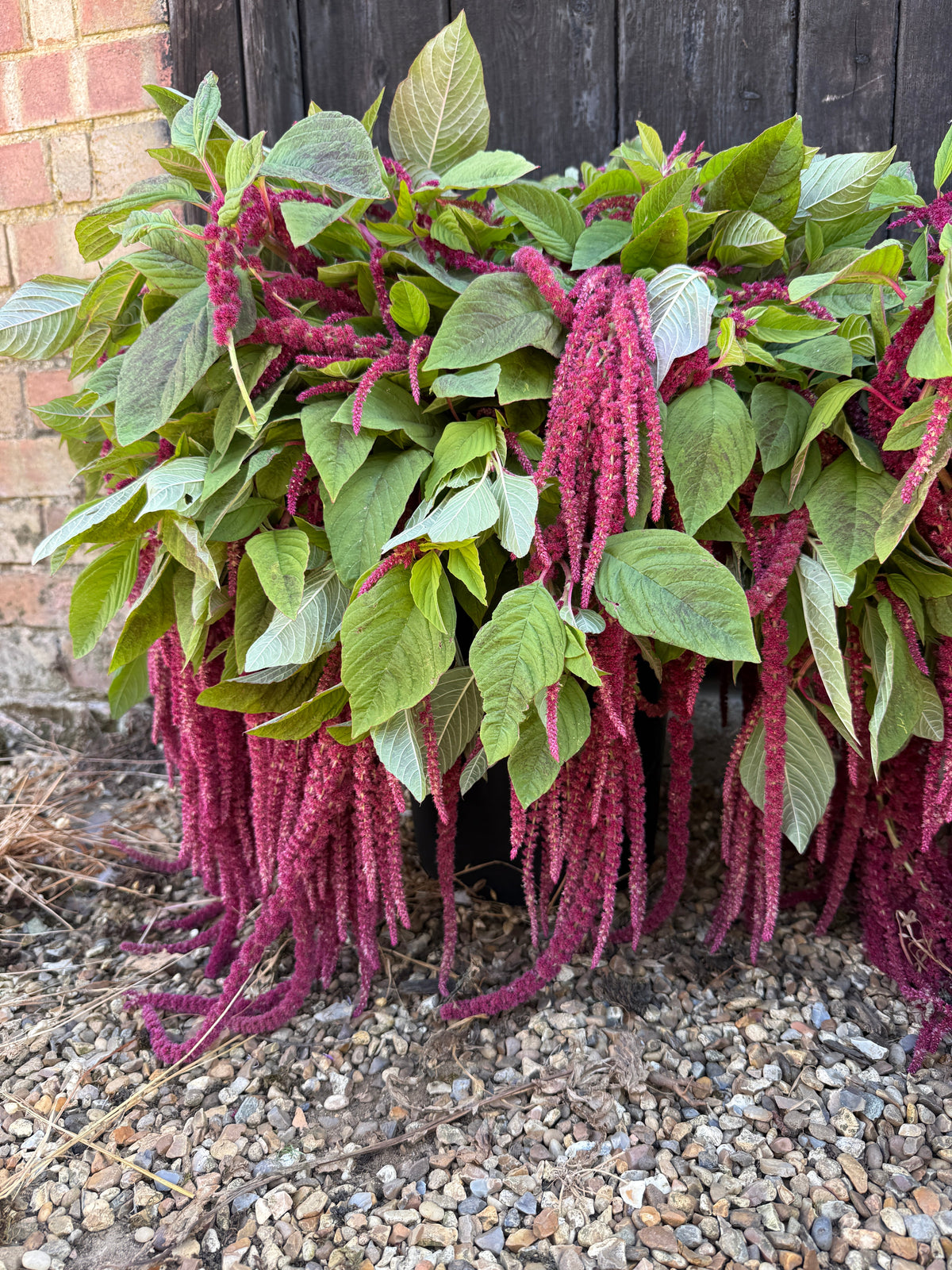 Amaranthus Red Love-Lies-Bleeding Seeds
