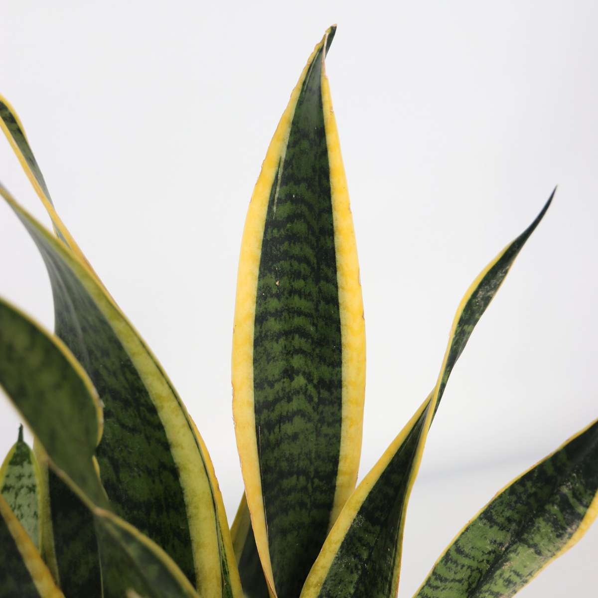 Sansevieria Trifasciata Snake Plant - Height 40-50cm