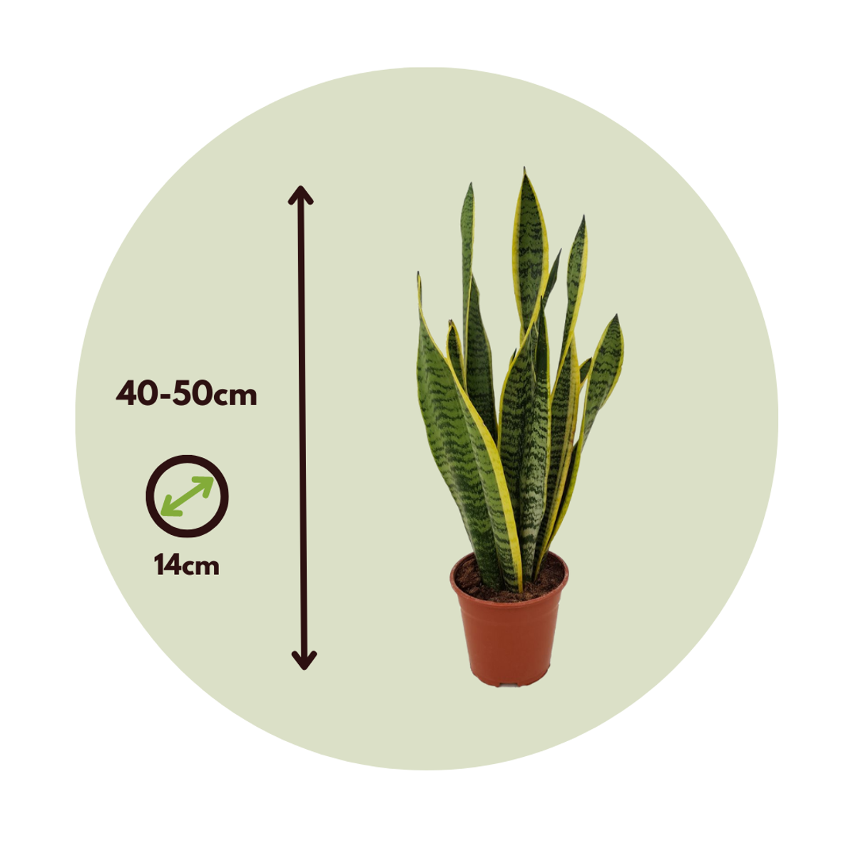 Sansevieria Trifasciata Snake Plant - Height 40-50cm