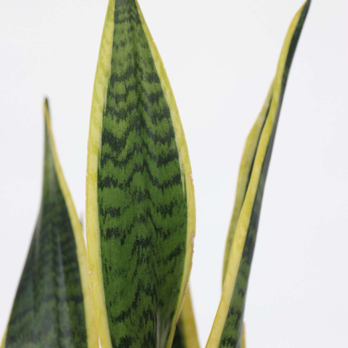Snake Plant - Sansevieria Laurentii Trifasciata - Height 60-70cm