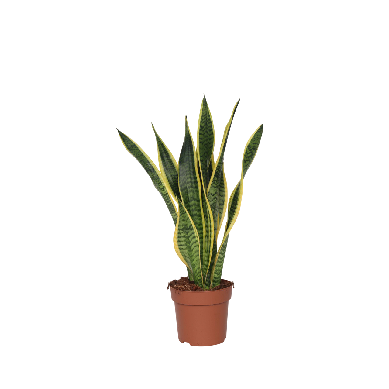 Snake Plant - Sansevieria Laurentii Trifasciata - Height 60-70cm