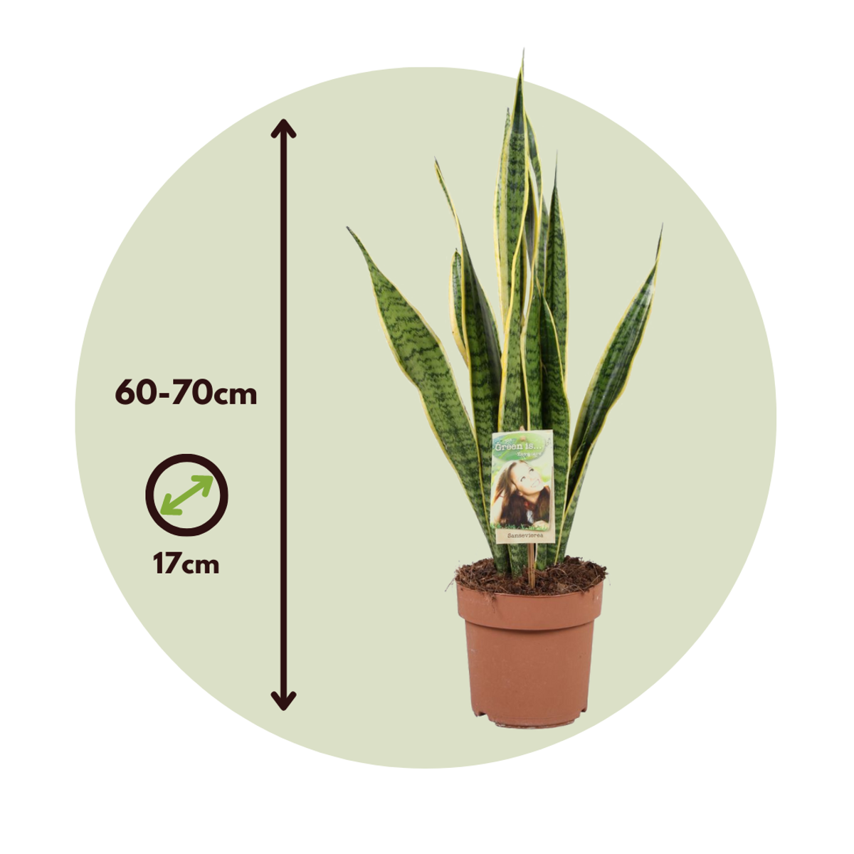 Snake Plant - Sansevieria Laurentii Trifasciata - Height 60-70cm
